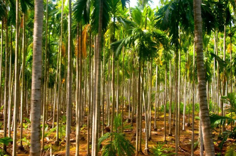 Betel Nut Plantation - Green Asia Commodities