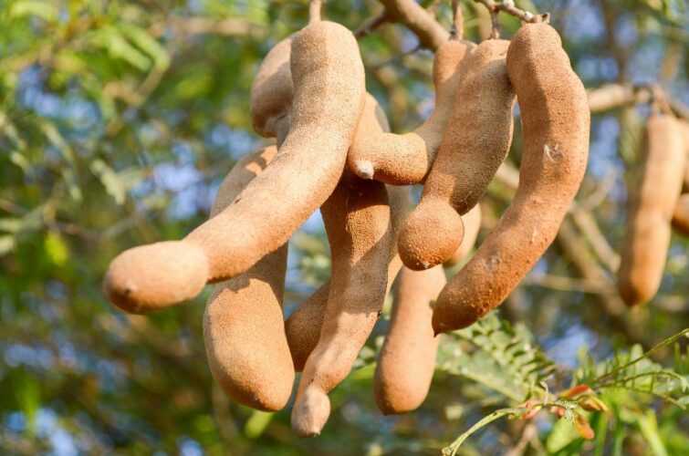 Tamarind - Green Asia Commodities