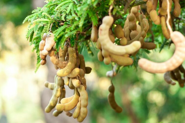 Tamarind - Green Asia Commodities