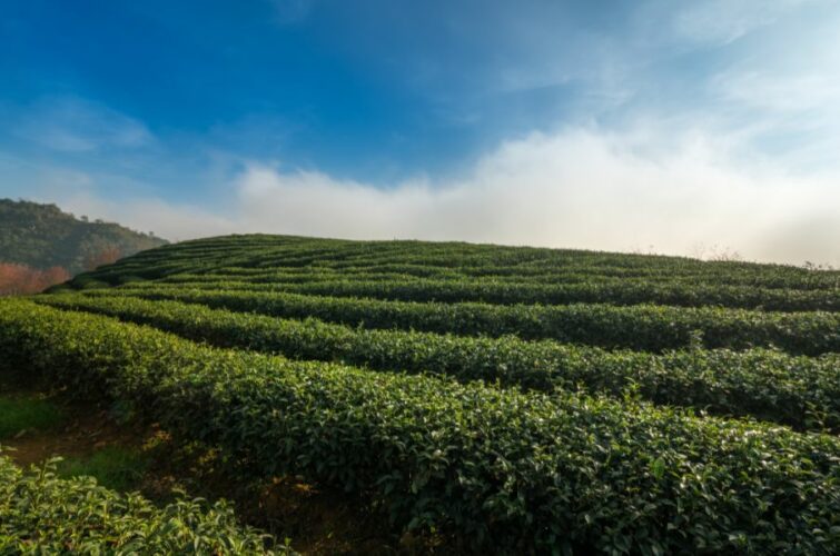 Tea Gallary - Green Asia Commodities